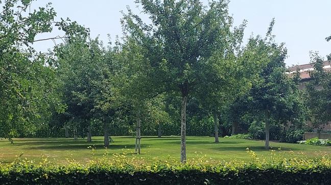 Hoogstammige fruitbomen dragenbij aan een duurzame landbouw die inzet op diversificatie, toerisme en korteketenproducten.