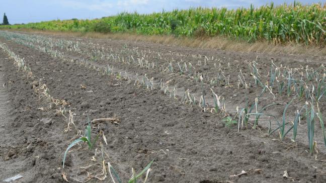 Volgens klimaatexpert Peter Wittoeck staan ons door de klimaatverandering nog meer en langere droogtes, intensere neerslagperiodes, meer bodemerosie en verschuivende plaagdruk te wachten.