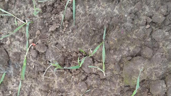 Schade aan andere landbouwgewassen dan maïs en fruitteelt, zoals hier in granen, komt niet meer in aanmerking voor een bestrijdingsvergunning.