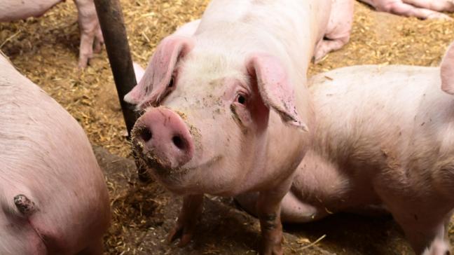 De Ferme de Malfalise heeft haar oude stallen opnieuw ingericht om er 200 varkens in onder te brengen.