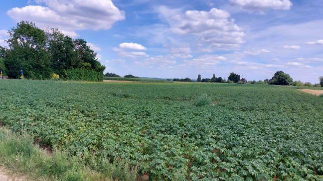 Belgapom noteert op 25 juli een prijs van 50 euro/ton (zonder BTW) voor vroege aardappelen.