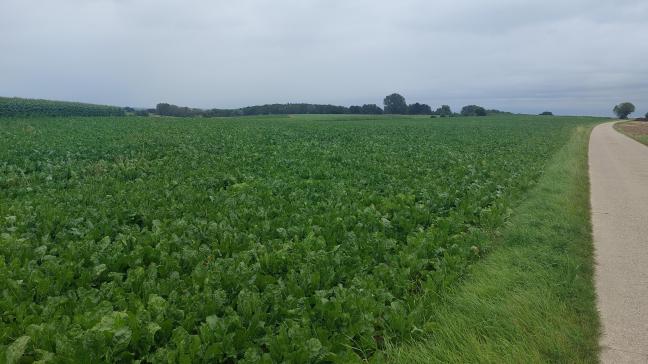 In bijna alle percelen van het waarschuwingsnetwerk van het Bieteninstituut (KBIVB) werden afgelopen week symptomen van Cercospora waargenomen.