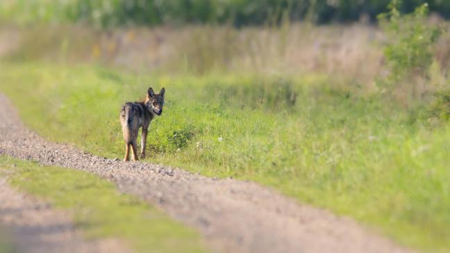 De organisatie Welkom Wolf dagvaardt de Vlaamse regering omdat die de wolf in Vlaanderen niet voldoende zou beschermen.