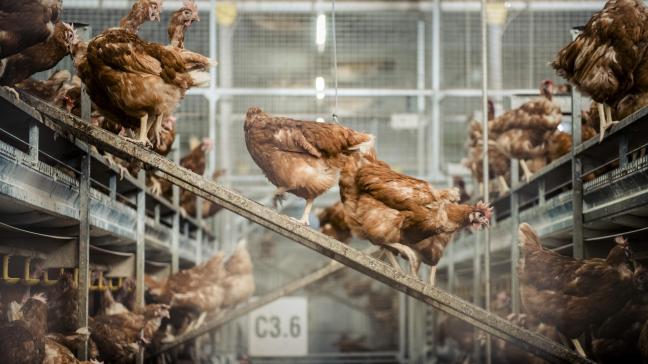 Deelnemende pluimveehouders kunnen in het project onder meer hun eigen managementpraktijken vergelijken met die van hun Europese collega’s.