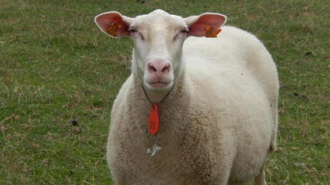 Het Belgisch melkschaap geeft veel melk en is zeer vruchtbaar.