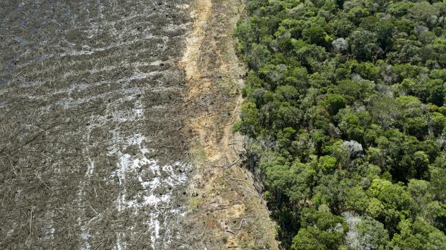 Volgens milieuorganisaties vertraagde het moratorium succesvol ontbossing in het regenwoud van Brazilië.