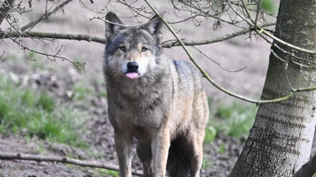 De pony werd vermoedelijk gedood door een wolf.