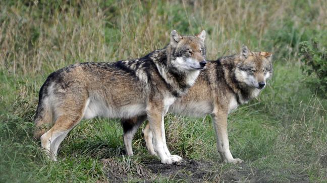 In Limburg zijn de voorbije weken een aantal pony’s doodgebeten door de wolf, aanleiding voor crisisoverleg tussen de betrokken gemeenten, de provincie en het Agentschap Natuur en Bos.