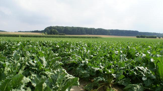 Het KBIVB herinnert eraan dat behandelingen binnen 45 dagen voor de oogst of na 15 september economisch niet meer verantwoord zijn.