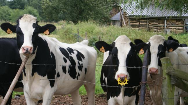 Worminfecties kunnen de groei van jongvee verstoren.