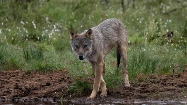 De Landelijke Beweging (Boerenbond, Landelijke Rijverenigingen (LRV), Landelijke Gilden, KLJ, FERM en Groene Kring) dringen aan op meer concrete maatregelen om het veiligheidsgevoel op het Vlaamse platteland te garanderen nu de aanvallen van de wolf blijven toenemen.