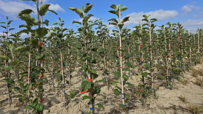 Door gebruik te maken van een onderstam hebben alle bomen van hetzelfde ras een vergelijkbare groeikracht. Dat is een enorm voordeel voor professionele fruittelers.
