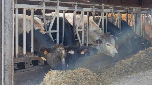 Volgens het marktbericht van Coevia op 2 september stijgen de prijzen voor BWB-koeien, voor kalveren en stieren blijven ze stabiel.
