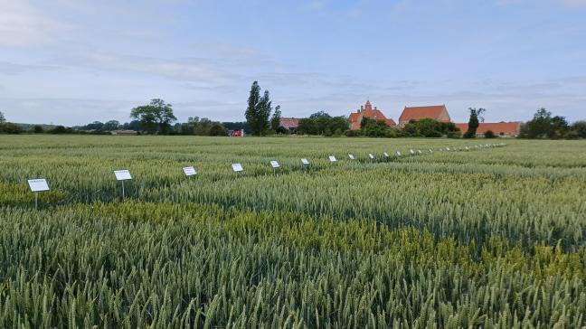 Het LCG beproefde 31 rassen wintertarwe in het seizoen 2024 - 2025.