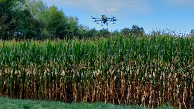 In Heist-op-den-Berg werd een groenbedekker uitgezaaid met een drone boven ongeoogste maïs.