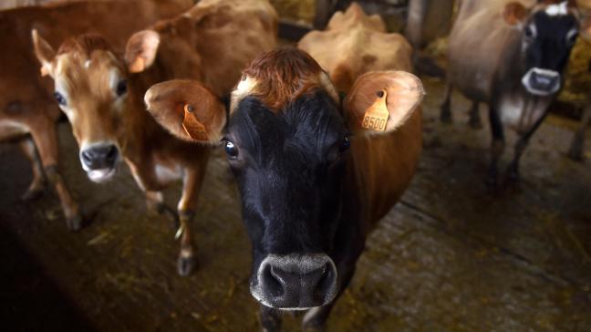 De focus van het project ligt dit jaar onder andere op markten die weer groeien, zoals de biologische zuivel.