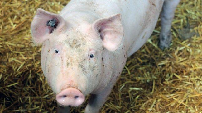 Duitsland stopt vervroegd met de financiering van de bouw van diervriendelijke varkensstallen via een afzonderlijk mechanisme omdat dit niet de gewenste impuls heeft gegeven.