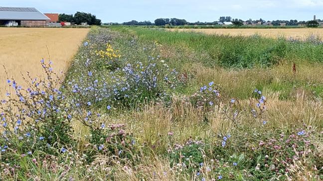 De sterkste stijger is het aantal aanvragen voor de beheerovereenkomst ‘bloemenakkers’ (+142%).