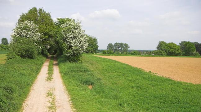 De 10 demoprojecten richten zich op agro-ecologische praktijken en op de kansen en het onderhoud van bufferstroken.