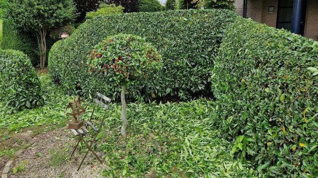 De wat trager groeiende Prunus laurocerasus-cultivars, hier ‘Van Nes’, zijn met 1 jaarlijkse scheerbeurt mooi in vorm te houden.