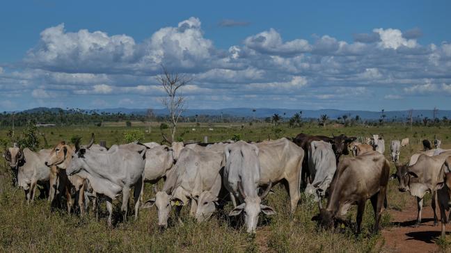 Vlees van Braziliaanse runderen die grazen op land waar landbouw verboden is, komt op de Europese markt.