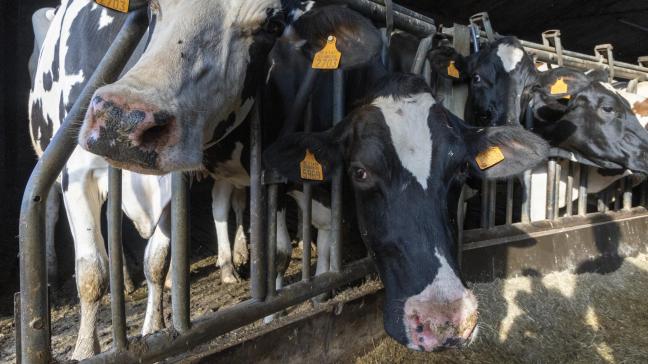 Voor het eerst zijn er dit jaar bevestigde gevallen van de dierziekte blauwtong bevestigd in België.