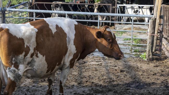 Blauwtong hield vorig jaar lelijk thuis, met grote gevolgen voor het kalverseizoen dit jaar.