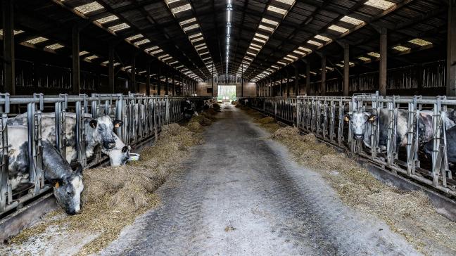 De primaire sector kon zijn uitstoot in 15 jaar met 17% doen dalen, maar zijn aandeel in de totale uitstoot van verzurende gassen steeg naar meer dan de helft in 2023.