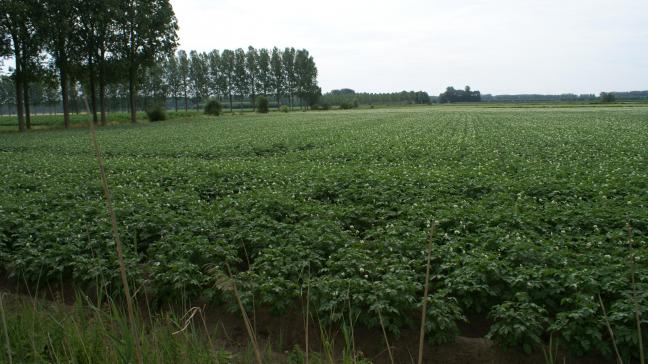 De Belgapomnotering voor vroege aardappelen blijft zeer laag deze week.