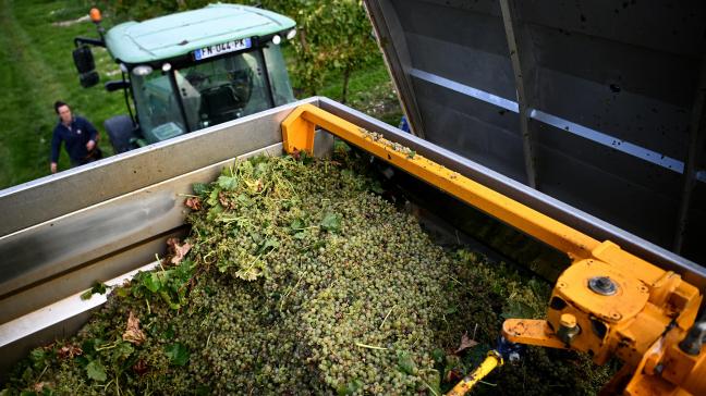 De wijnbouwers van de Champagnestreek zijn heel tevreden, maar het is nog te vroeg om 2025 al een goed wijnjaar te noemen.