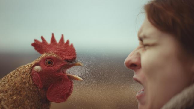 De Hoge Gezondheidsraad raadt pluimvee- en varkenshouders aan zich te laten vaccineren tegen seizoensgriep om het risico op een nieuw, gevaarlijker virus te verkleinen.
