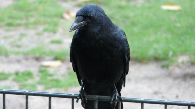 Om schade door kraaiachtigen beter te kunnen onderbouwen, roept minister Brouns op om deze schade altijd te melden via de app Wild in Zicht.