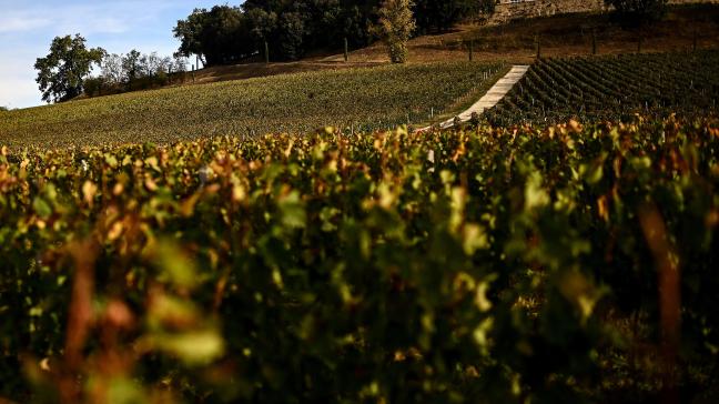 De Franse wijnproductie zou dit jaar naar schattingen zowat 36 miljoen hectoliter bedragen.