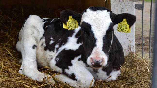 Vlaams minister van Dierenwelzijn Ben Weyts (N-VA) is voorstander van een hogere minimumleeftijd voor het transport van kalveren, maar hij wacht daarvoor op een Europees initiatief.