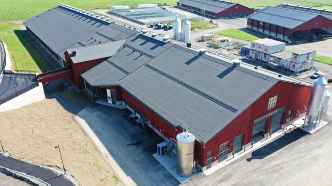 Dankzij de nieuwe  faciliteiten kan  Hamra Farm haar  aantal melkkoeien  bijna verdubbelen.