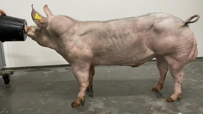 Beer Filemon van de Sluizenweg van fokker Marc Peters uit Millen en eigenaar KI Clincke in Ruiselede.