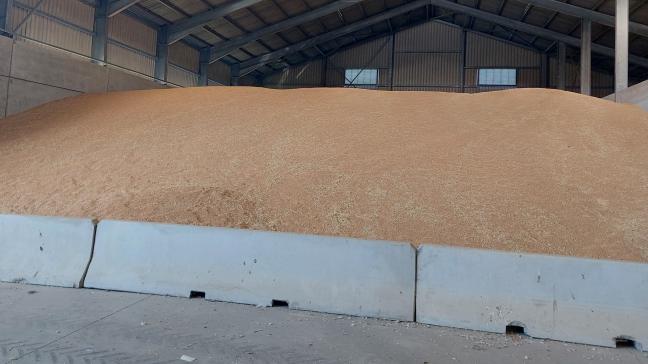 De wereldmarktprijzen voor tarwe zullen nog even onder druk blijven staan.