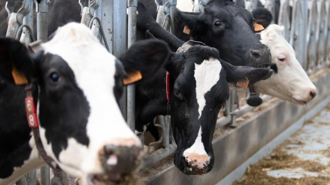 Koeien van het Holstein Zwartbont ras blijven in 2024 de meest productieve in België.