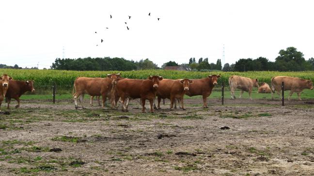 “Als er vandaag nog open ruimte is in Vlaanderen, dan is dat vaak dankzij landbouwers”, stelt Lydia Peeters.