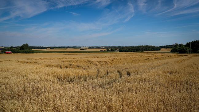 Landbouwgrond wordt stilaan onbetaalbaar, zeker voor jonge boeren en starters. De hectarepremies jagen de grondprijs aan.