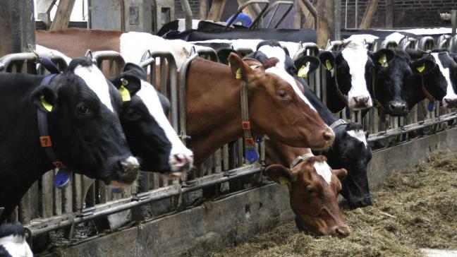 De heropleving van Infectieuze Bovine Rhinotracheïtis (IBR) legt pijnpunten bloot in beleid en strategie.