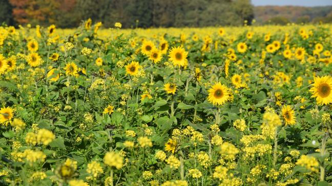 Welke mogelijkheid je ook kiest, de bodembedekking moet minstens in de periode van 1 december 2025 tot 31 januari 2026 zichtbaar aanwezig zijn.