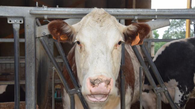 58 vrije bedrijven hebben dit jaar hun IBR-vrije statuut verloren.