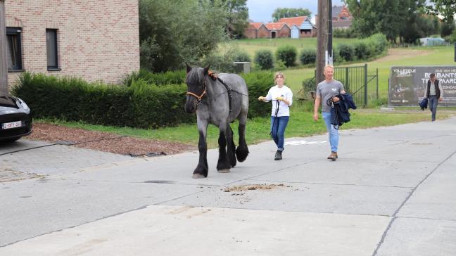 Marieke Brys en de blauwschimmel Odette van de Schranshoeve waren samen met enkele Trekpaardvrienden aanwezig op de aankomst van Hilse De Grote en Elixir van Euverbraeke in Vollezele op 31 augustus.