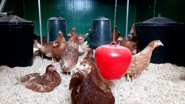 Voorzie bij het ophokken voldoende gevarieerde verrijking.