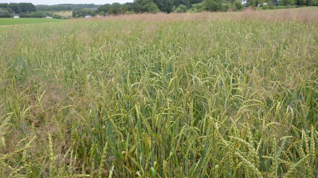Vooral duist, Italiaans raaigras en windhalm (zie foto) blijken hardnekkige problemen op graanpercelen te veroorzaken.