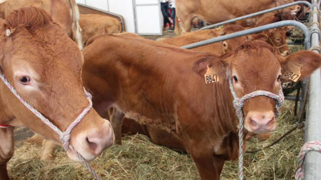 De export van Franse runderen kan hernemen op 1 november.