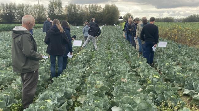 Microklaver en rietzwenkgras lijken goede kandidaatsoorten voor onderzaai in witte kool en knolselder.