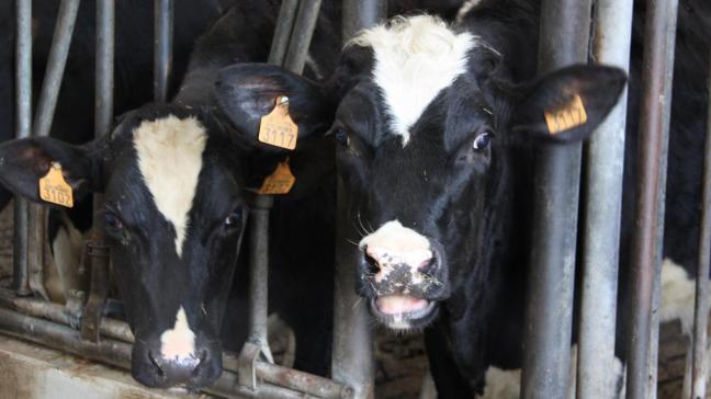 In de provincie West-Vlaanderen werd op 22 oktober een nieuw geval van rundertuberculose vastgesteld.