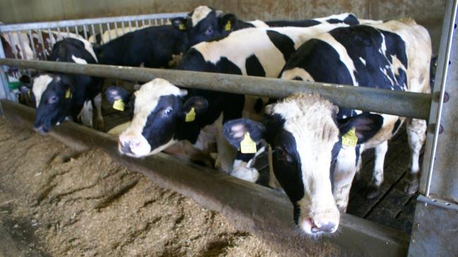 De prijzen voor BWB-kalveren dalen volgens Coevia.